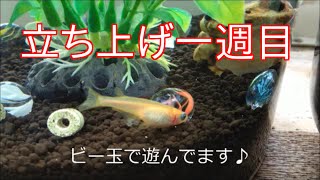ボトルアクア 立ち上げ1週目