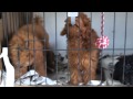 トイプードル・ブリーダー・子犬販売・関西京都・BALU園部