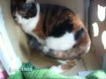 猫、ダイエットに成功する。 - Story of the Cat Box.