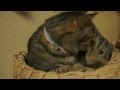 猫ちぐらは爪とぎ代わり