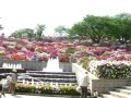 つつじ祭り 鯖江市 西山公園 2012.5.5