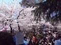 花見客でにぎわう鶴舞公園 2012年4月7日