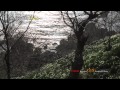 越前岬のスイセン~Powershot G1X FullHD Movie Vol.22~