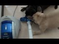 フレブル　掃除機　ヤーマン＆圓楽
