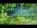柿田川の湧水郡（第１展望台～三島梅花藻）