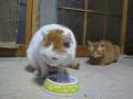 かご猫　お食事中