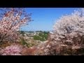 吉野山 一目千本桜 Mt. Yoshino