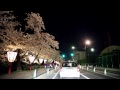 【車載動画】 夜桜　弘前城外堀