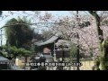 石光山　石山寺（滋賀県大津市）　桜＆紅葉