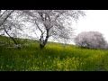 羽島市 木曽川堤の桜（2011/04/11）