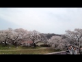 【HD】一目千本桜(宮城県大河原、白石川堤、2013.4.16):cherry brossoms