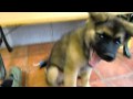 里親募集　子犬 #1