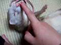 芸をするフェレット（極悪フェレフェレ団）