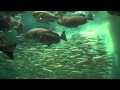 海洋館　越前松島水族館