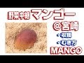 野菜中継「マンゴーのむき方」Mango