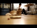 聴導犬のお仕事動画（メール着信）