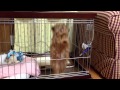 ぴょんぴょんとジャンプするトイプードル／Toy poodle to jump