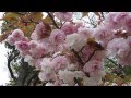 八重桜