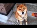 ケンタロウ