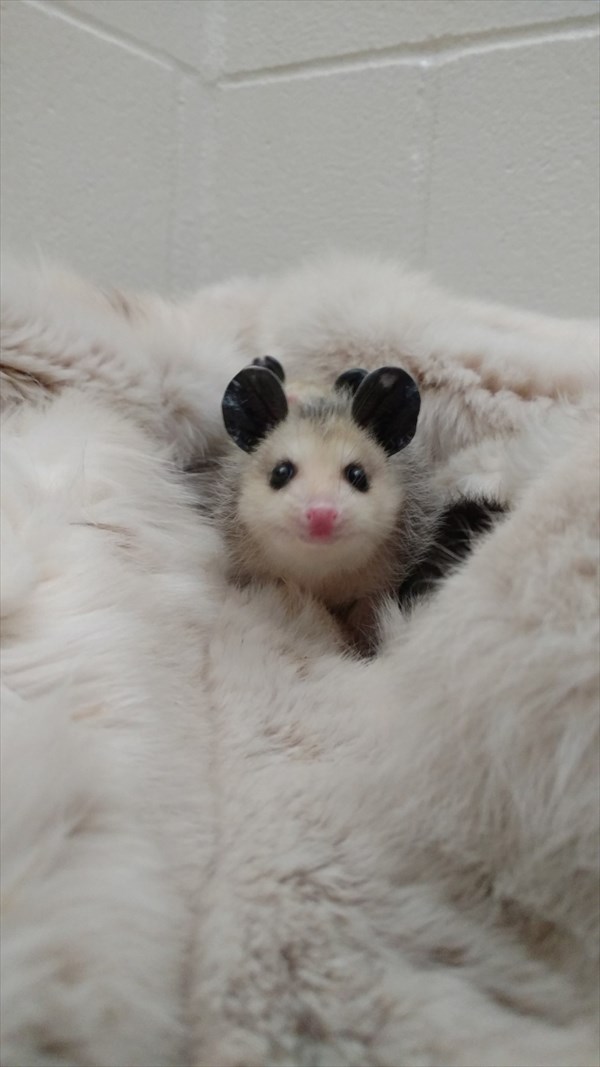 oppossum_r