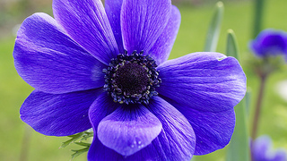 purple-anemone