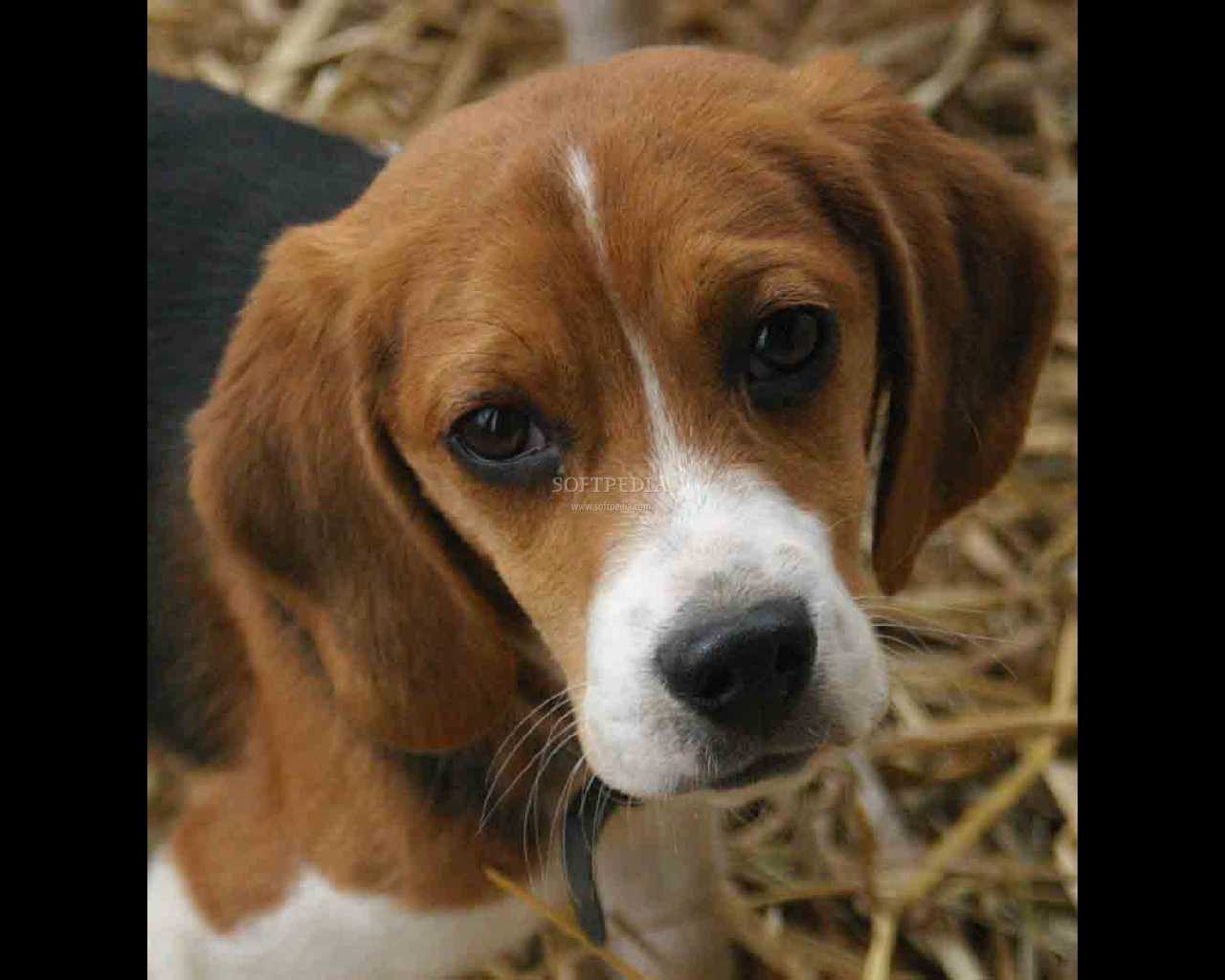 beagle.s3.amazonaws.com