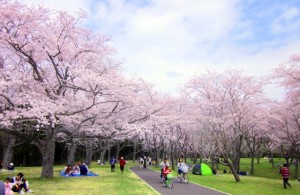 お花見写真