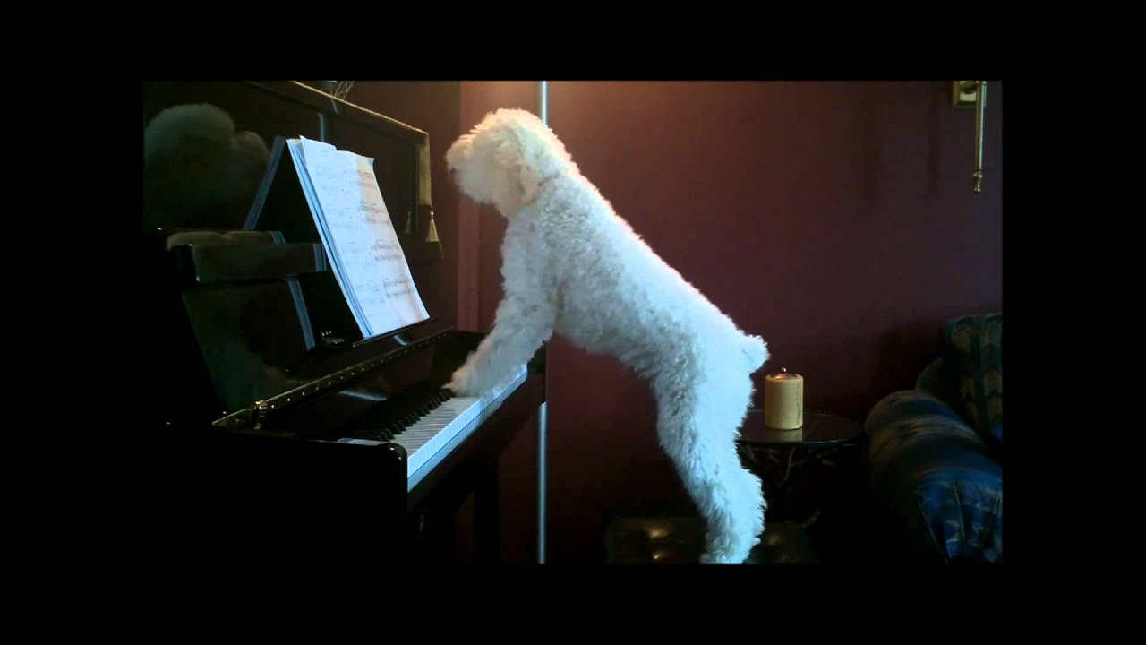 Music Lessons in Phoenix, AZ | Guitar,.