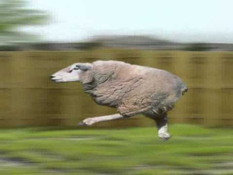 Manual on meat inspection for developing.