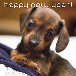 new year puppy Pictures, Images and Photos