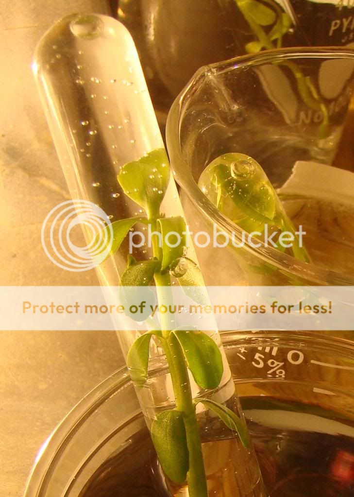 Biology chapter 15 Study Guide flashcards.