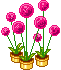  photo 6_iykim2000-2.gif