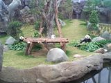 panda