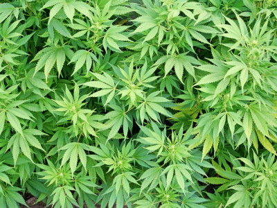マイクロソフト　大麻　マリファナ　大麻ビジネス　参入に関連した画像-01