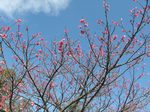 hikanzakura08021401.jpg