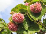 pink_ball02.jpg