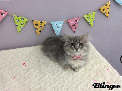 シュウちゃんBABY