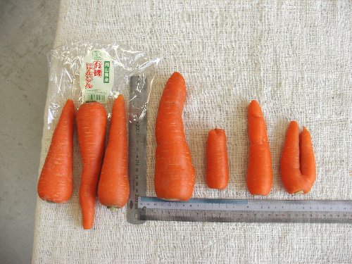 岡山県産ジュース用人参