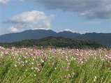 20061011A1コスモス畑から尼の香具山を望む