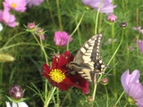 20061011A3花と蝶