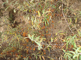 20061124A1山西省大寧県