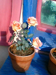 rose