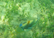 カラフル