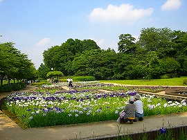 菖蒲園