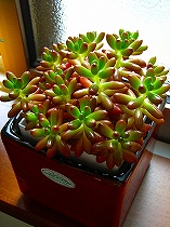 虹の玉