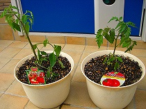 苗植え付け