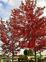 紅葉
