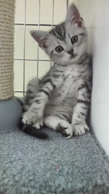 ねこ