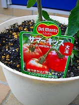 デルモンテ