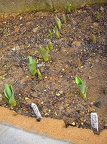 芽が!!